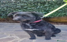 Meticcio cani in regalo: 2 fratelli mix Spinoni adulti salvati da 1lagerSUD a Città metropolitana di Milano - Immagine 5
