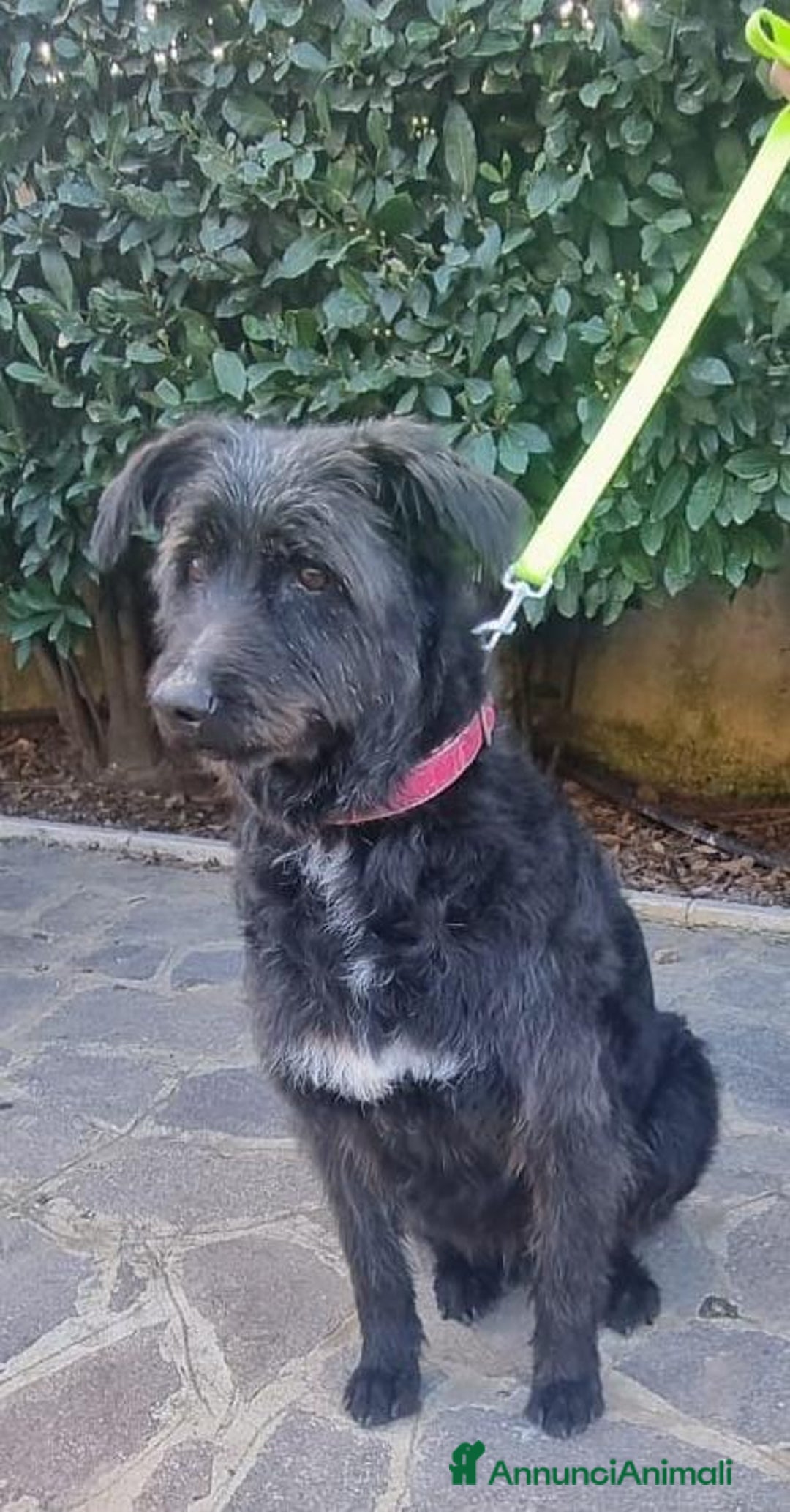 Meticcio cani in regalo: 2 fratelli mix Spinoni adulti salvati da 1lagerSUD a Città metropolitana di Milano - Immagine 5