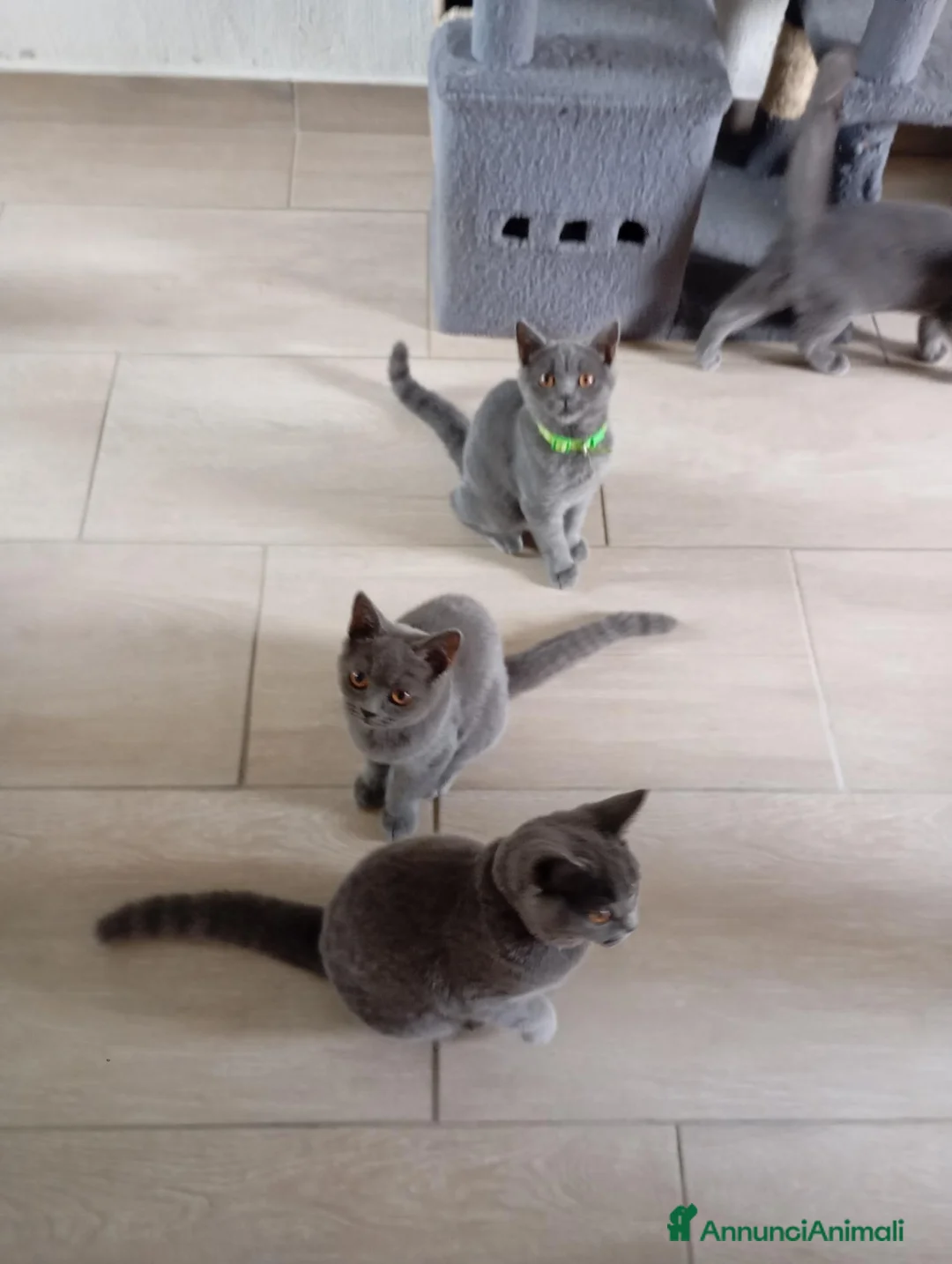 British gatti in vendita: British shorhair femmine  - Annuncio 7