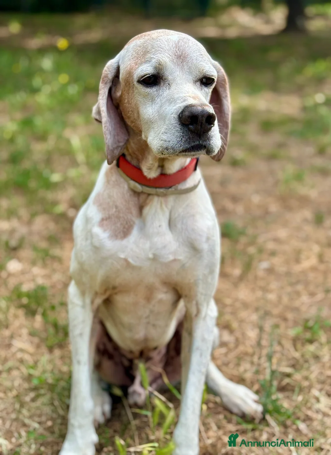 Pointer cani in regalo: VENTO abbandonato dal cacciatore a Pomezia - Annuncio 3