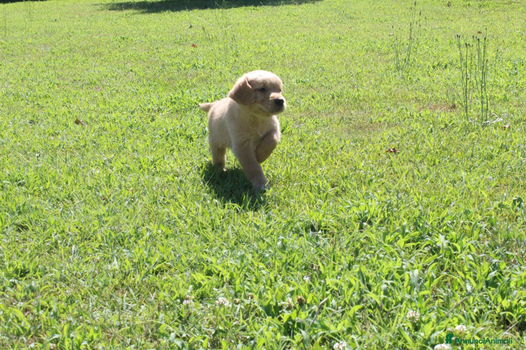Golden Retriever cani in vendita: Ultimi cuccioli di Golden Retriever con pedigree a Città metropolitana di Milano - Immagine 6