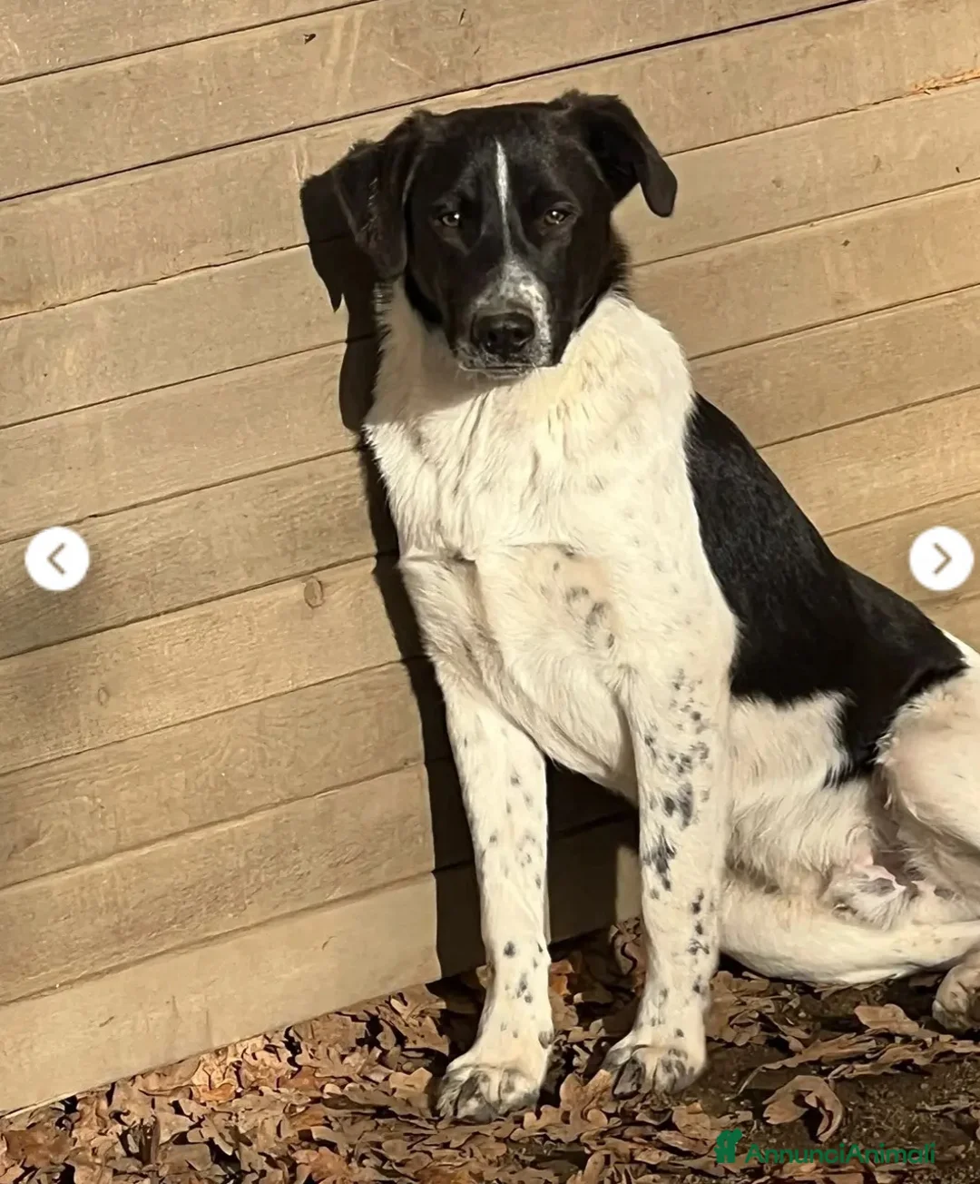 Meticcio cani in regalo: 2fratellini 9mesi kg15 NN LI POSSONO+TENERE!!ROMA  - Annuncio 2
