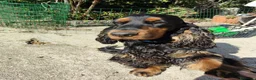 Cocker cani per accoppiamento: Cocker Nero Focato a Provincia di Vicenza - Annuncio 5