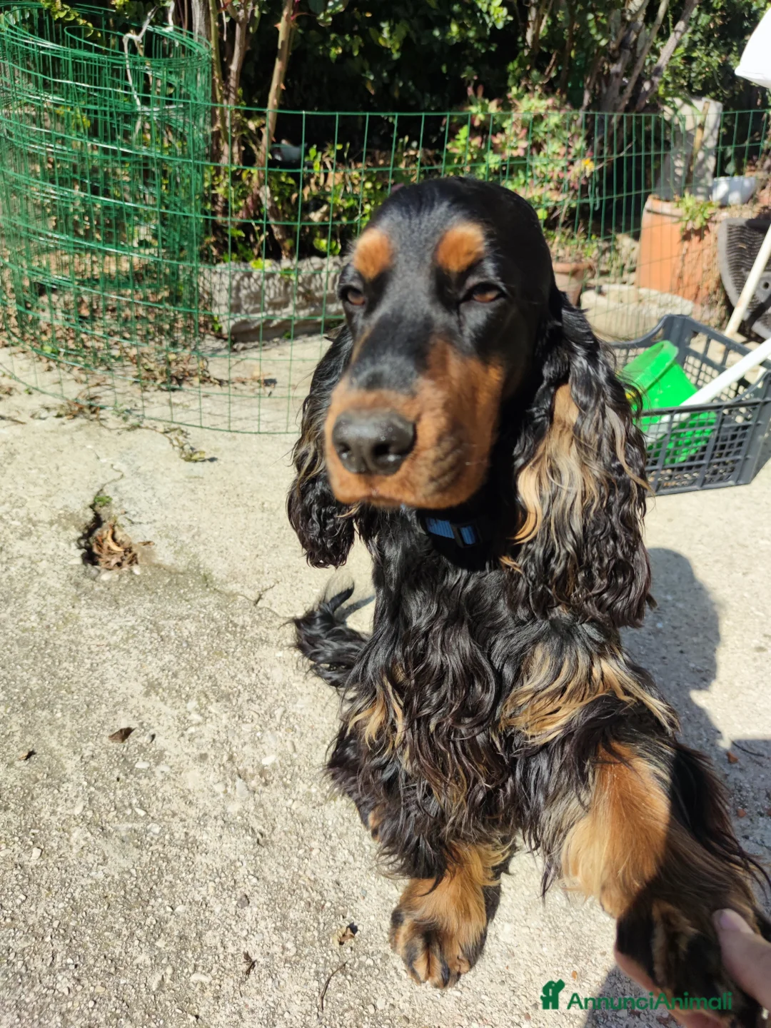 Cocker cani per accoppiamento: Cocker Nero Focato a Provincia di Vicenza - Annuncio 5