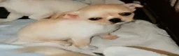 Chihuahua cani in vendita: Chihuahua pedigree ENCI eccellente  - Annuncio 16