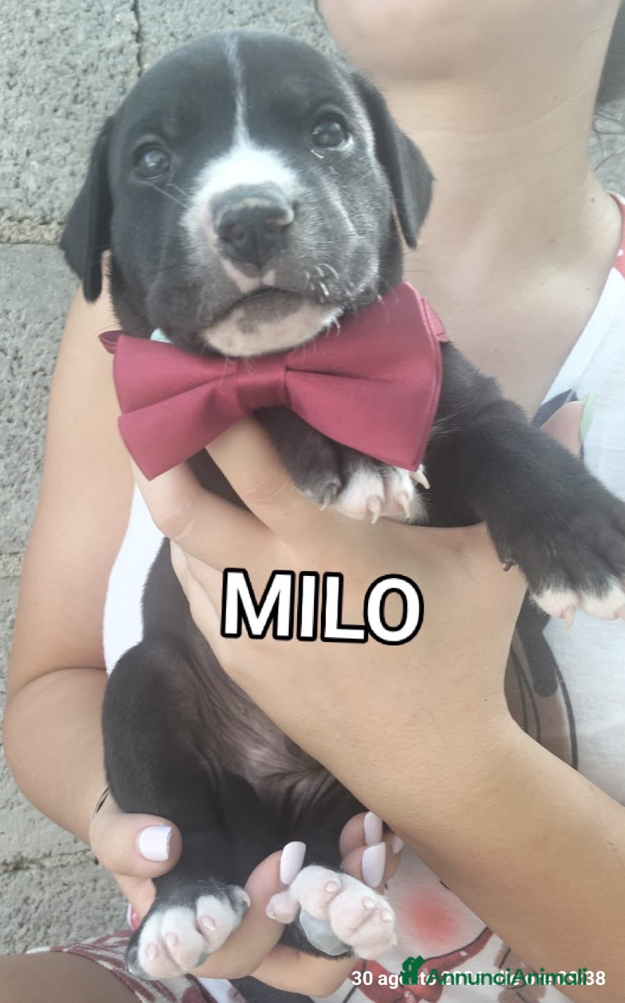 Meticcio cani Milo dolcissimo cucciolo simil pit - Annuncio 42