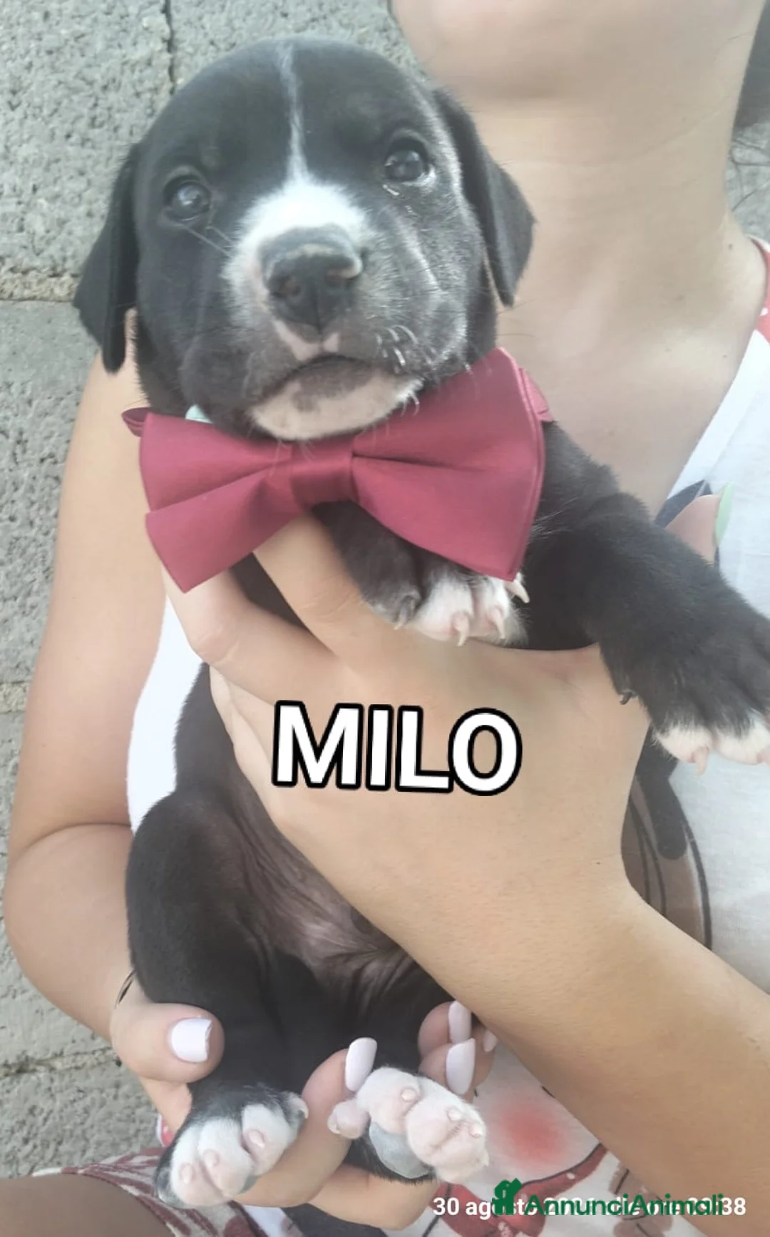 Meticcio cani in regalo: Milo dolcissimo cucciolo simil pit - Annuncio 1