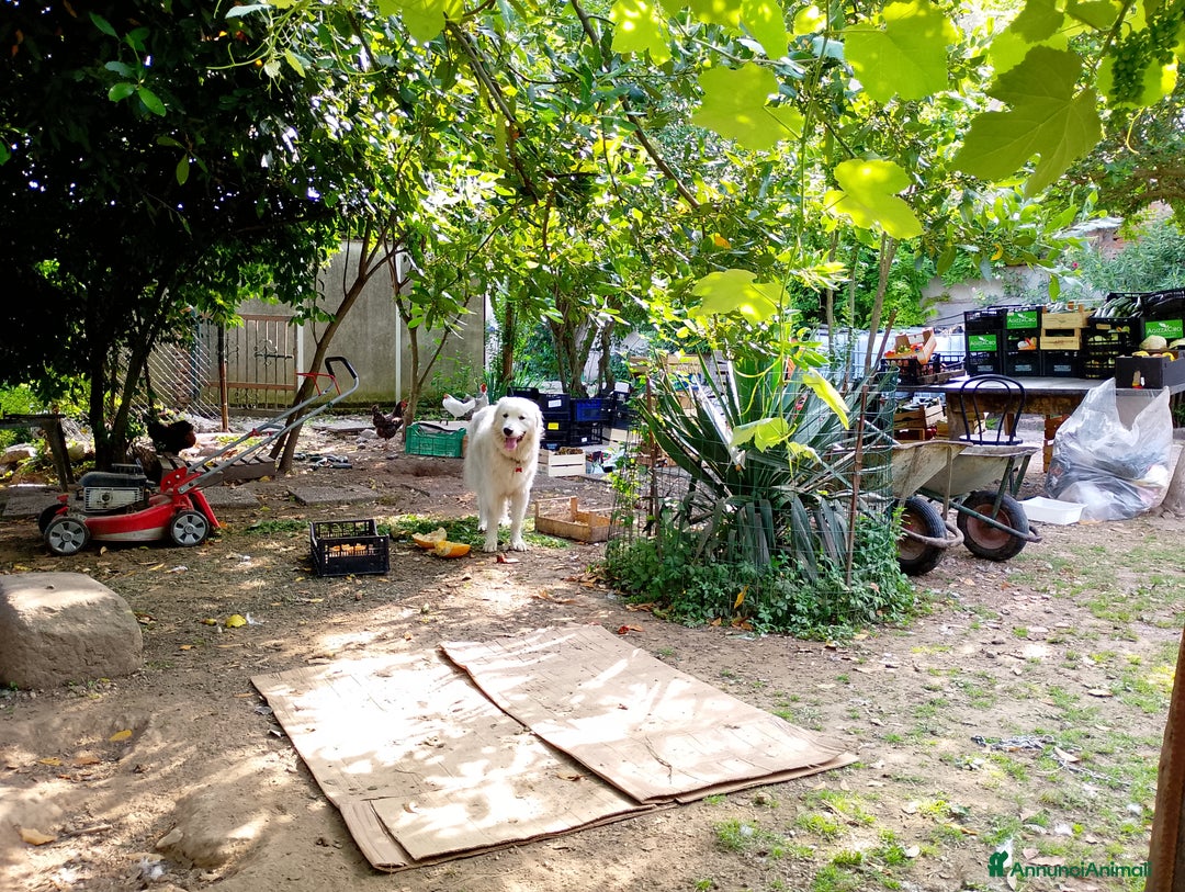 Pastore Maremmano cani in vendita: Cuccioli Pastore Abruzzese Aborigeno  - Annuncio 4