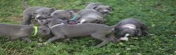 Pitbull cani in vendita: Cuccioli di Pit Bull Blue Nose anche a rate - Annuncio 18