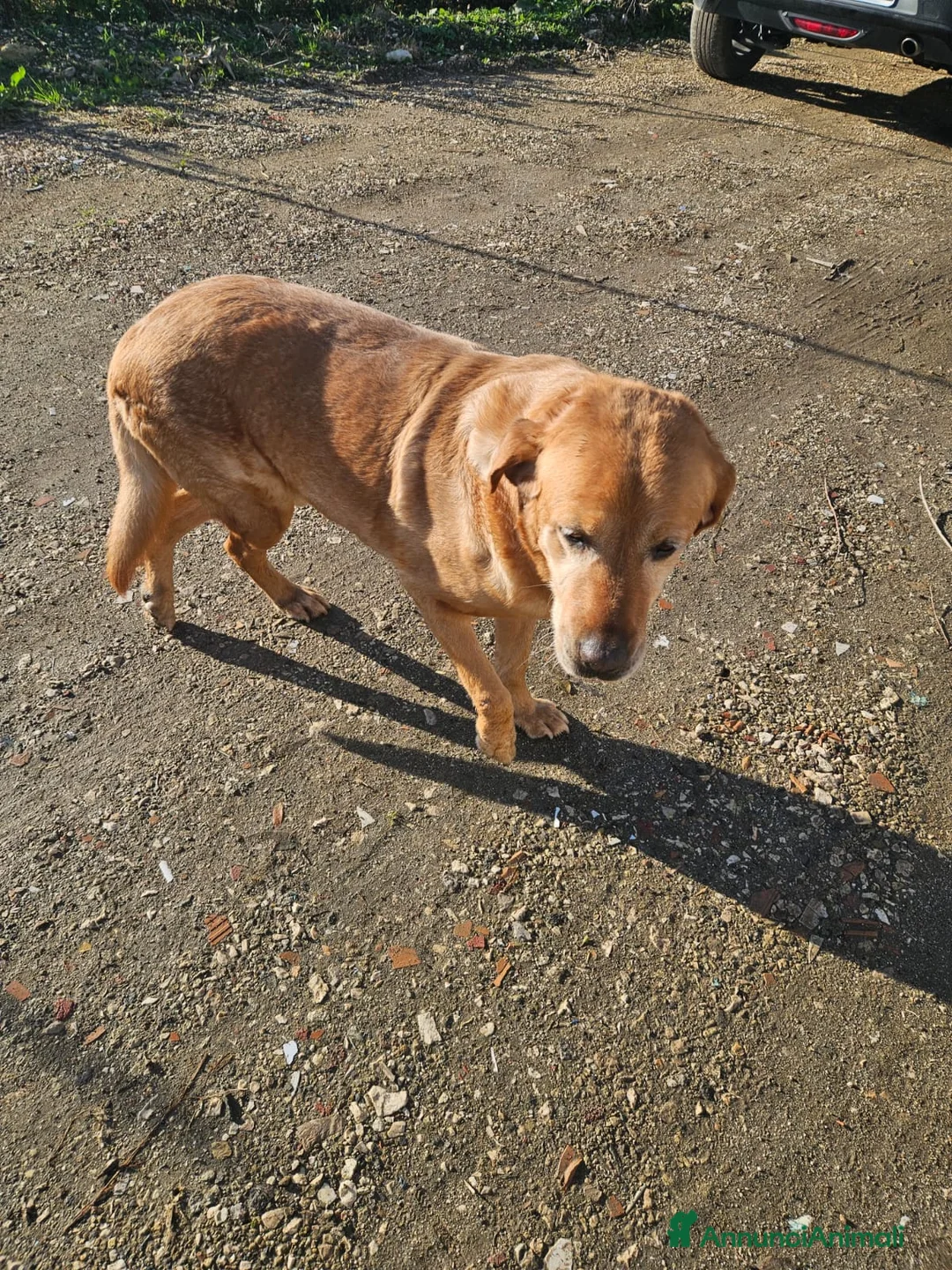 Labrador cani in regalo: Paco: labrador retriever dolcissimo con tutti  - Annuncio 4
