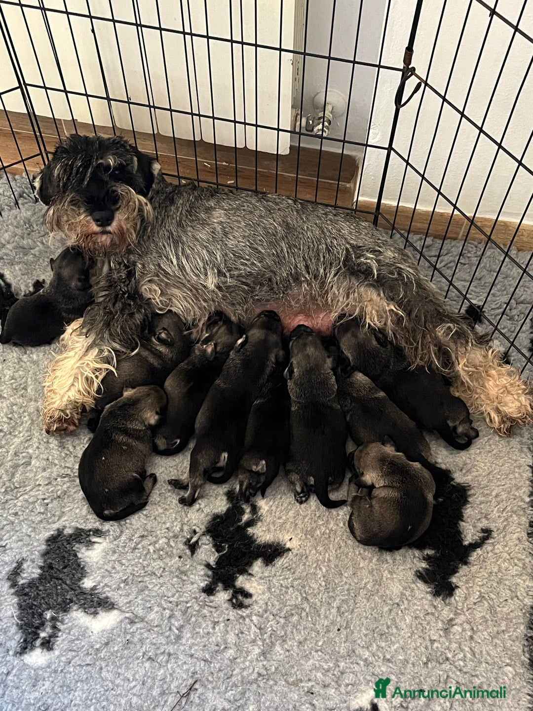 Schnauzer cani in vendita: Schnauzer medio pepe e sale - Annuncio 2