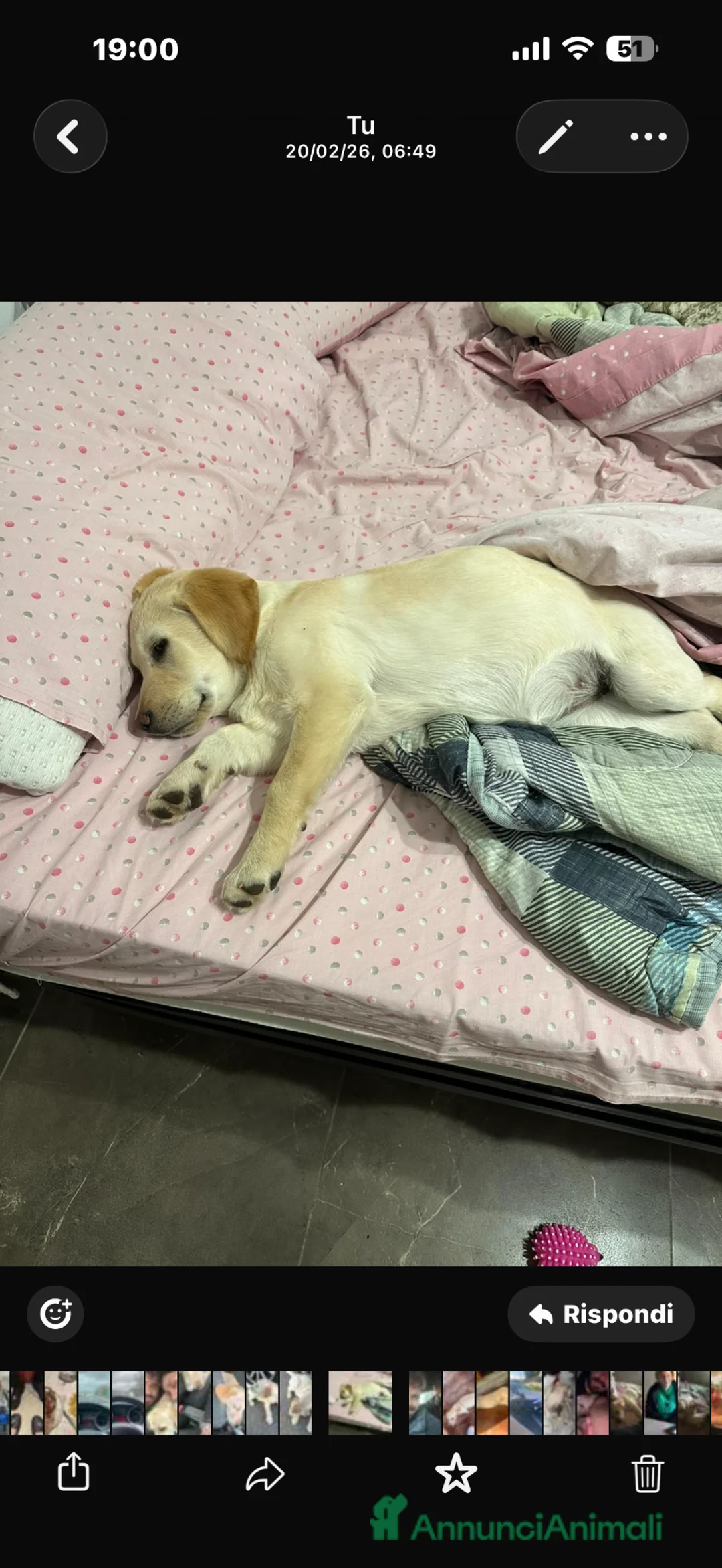 Labrador cani in vendita: Vendo a male in cuore bellissima Labrador!!!  a Provincia della Spezia - Annuncio 2