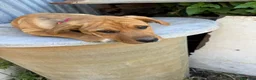 Meticcio cani in regalo: Ares, incrocio pitbull! (5 mesi)  - Annuncio 5