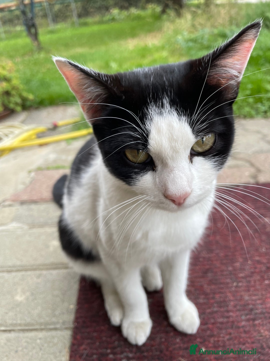 Europeo gatti in regalo: Gattine bianche e nere  - Annuncio 5
