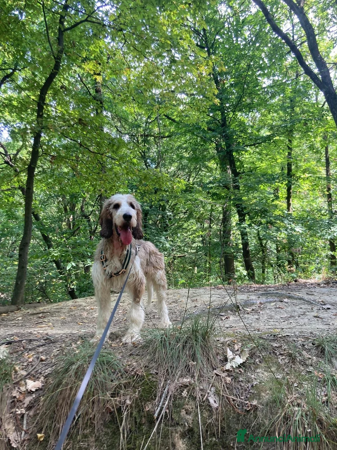Meticcio cani in regalo: Oscar a Città Metropolitana di Genova - Annuncio 2