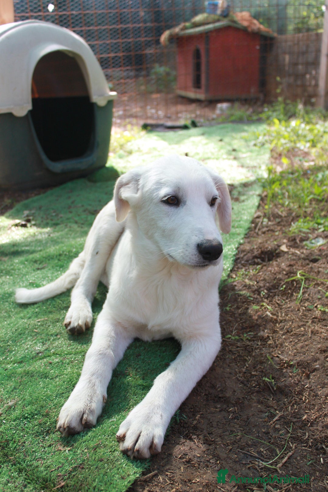 Meticcio cani in regalo: Cucciolo maschio taglia media  - Annuncio 5