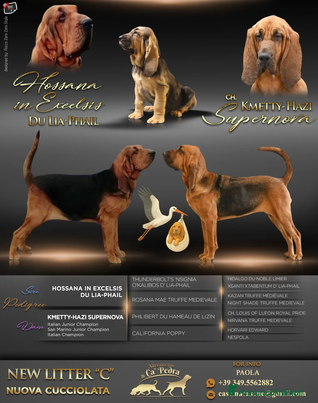 Bloodhound cani in vendita: Cuccioli Bloodhound - Annuncio 2
