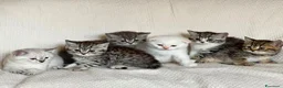 Scottish gatti in vendita: Scottish straight  - Annuncio 10
