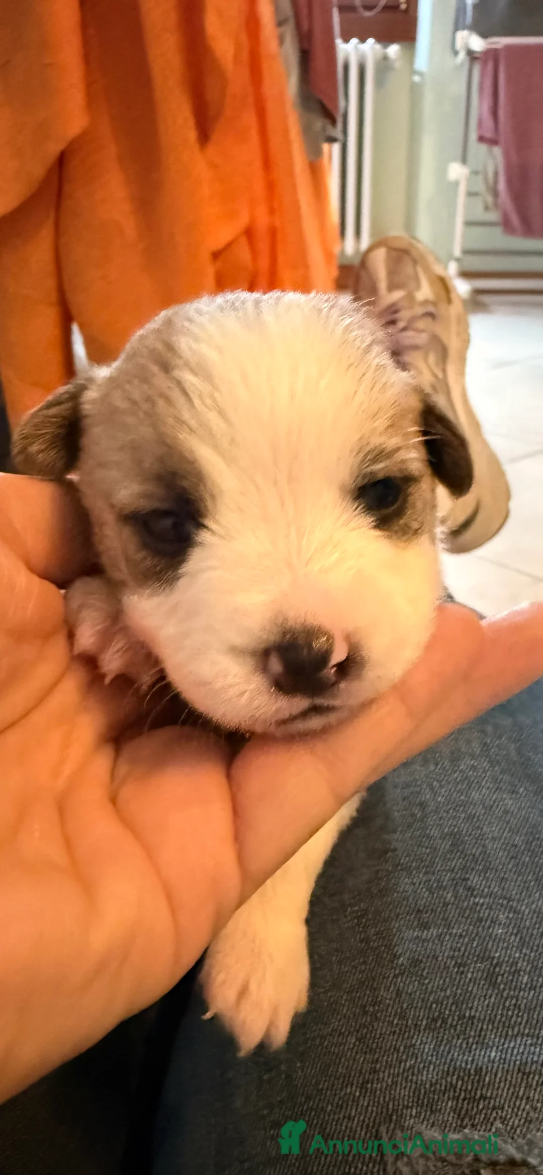 Jack Russell cani in vendita: Jack Russell con  Pedegree  - Annuncio 1