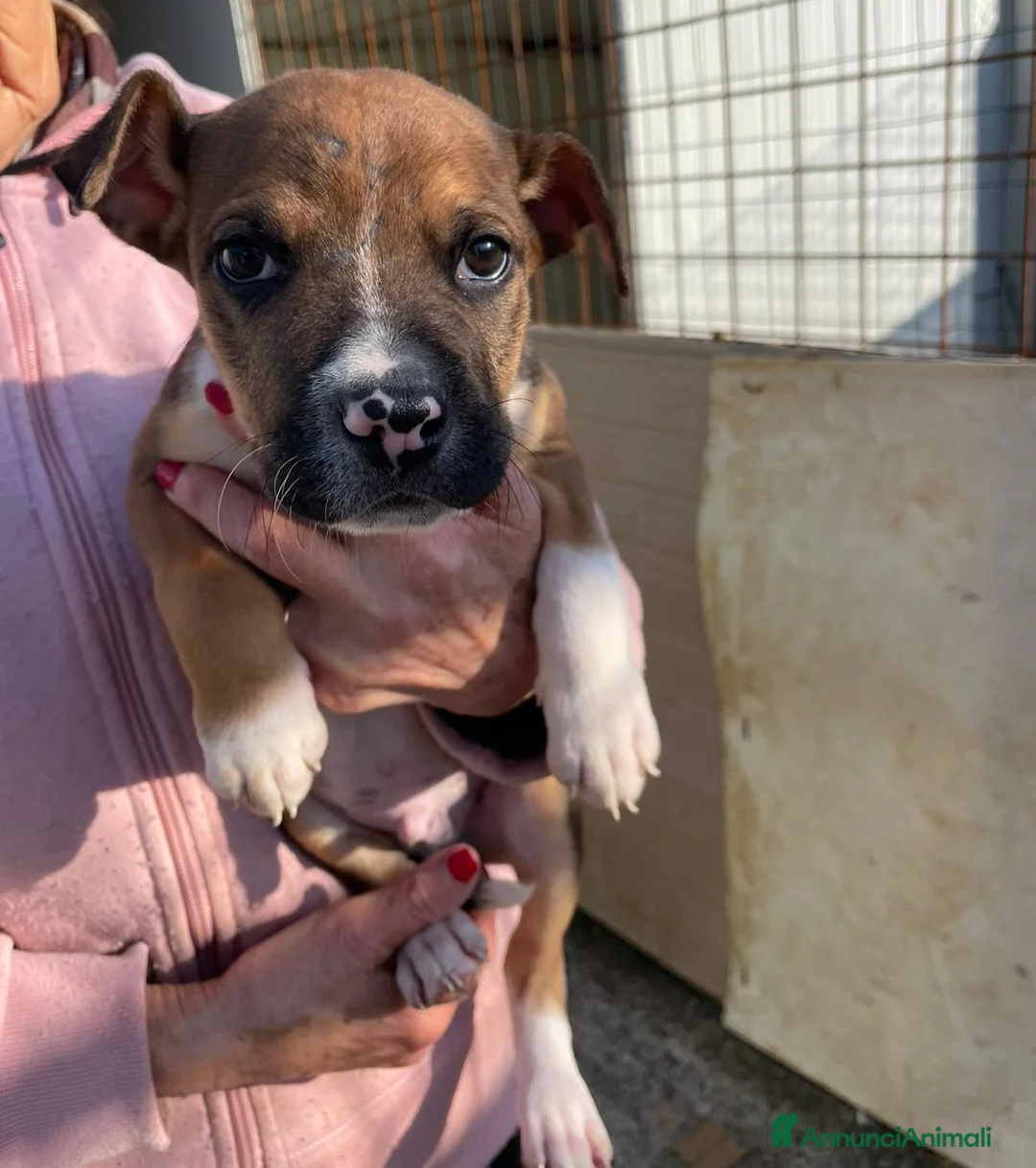 Meticcio cani in regalo: TENERISSIMO CHOCO - Annuncio 4