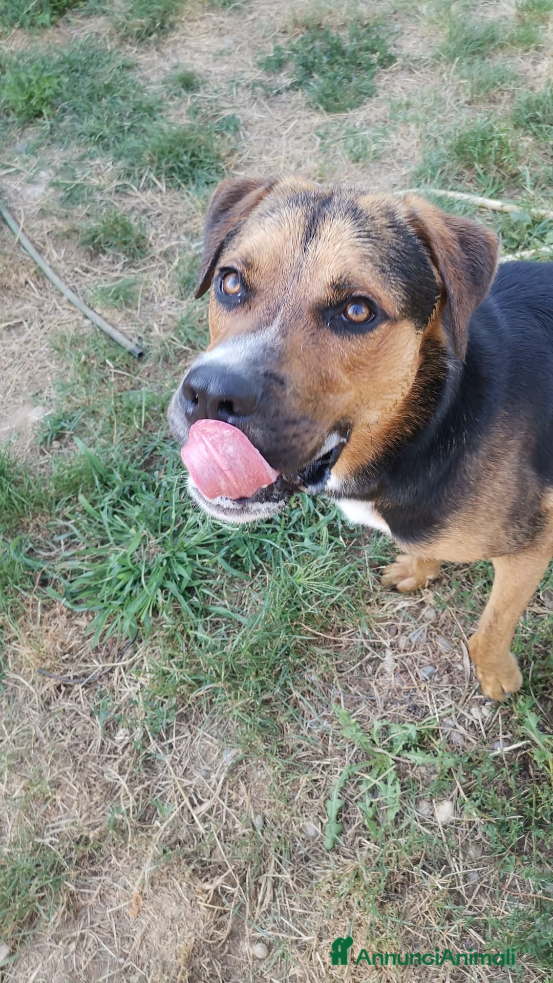 Meticcio cani in regalo: Incrocio Rottweiler di 1 anno - Annuncio 4