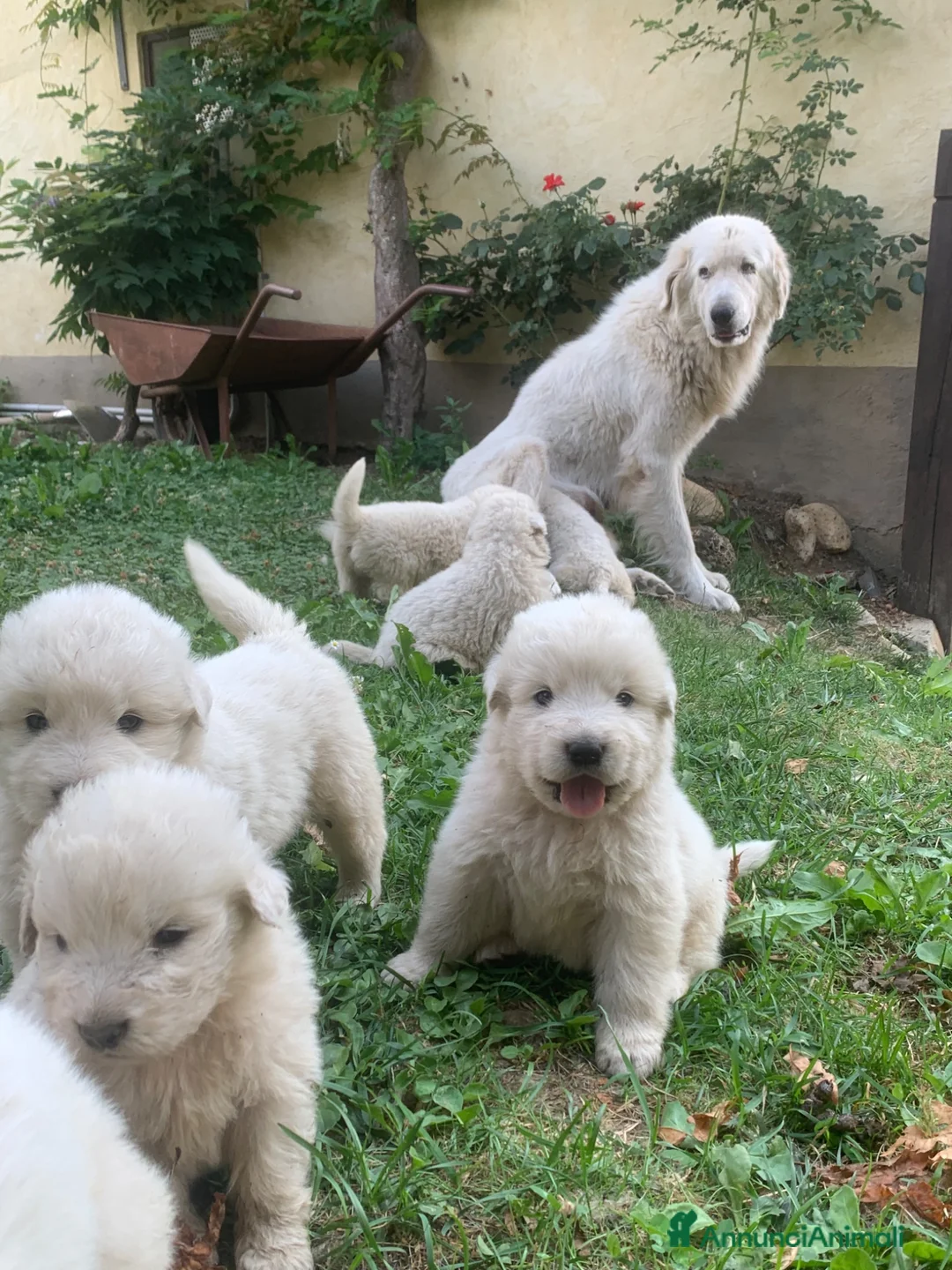 Pastore Abbruzzese Maremmano cani in vendita: Vendita cucciolo Pastore Maremmano  - Annuncio 10