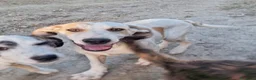 Meticcio cani in regalo: SPECK 💙 prima ti osserva. Poi si scatena. a Provincia di Lucca - Annuncio 3