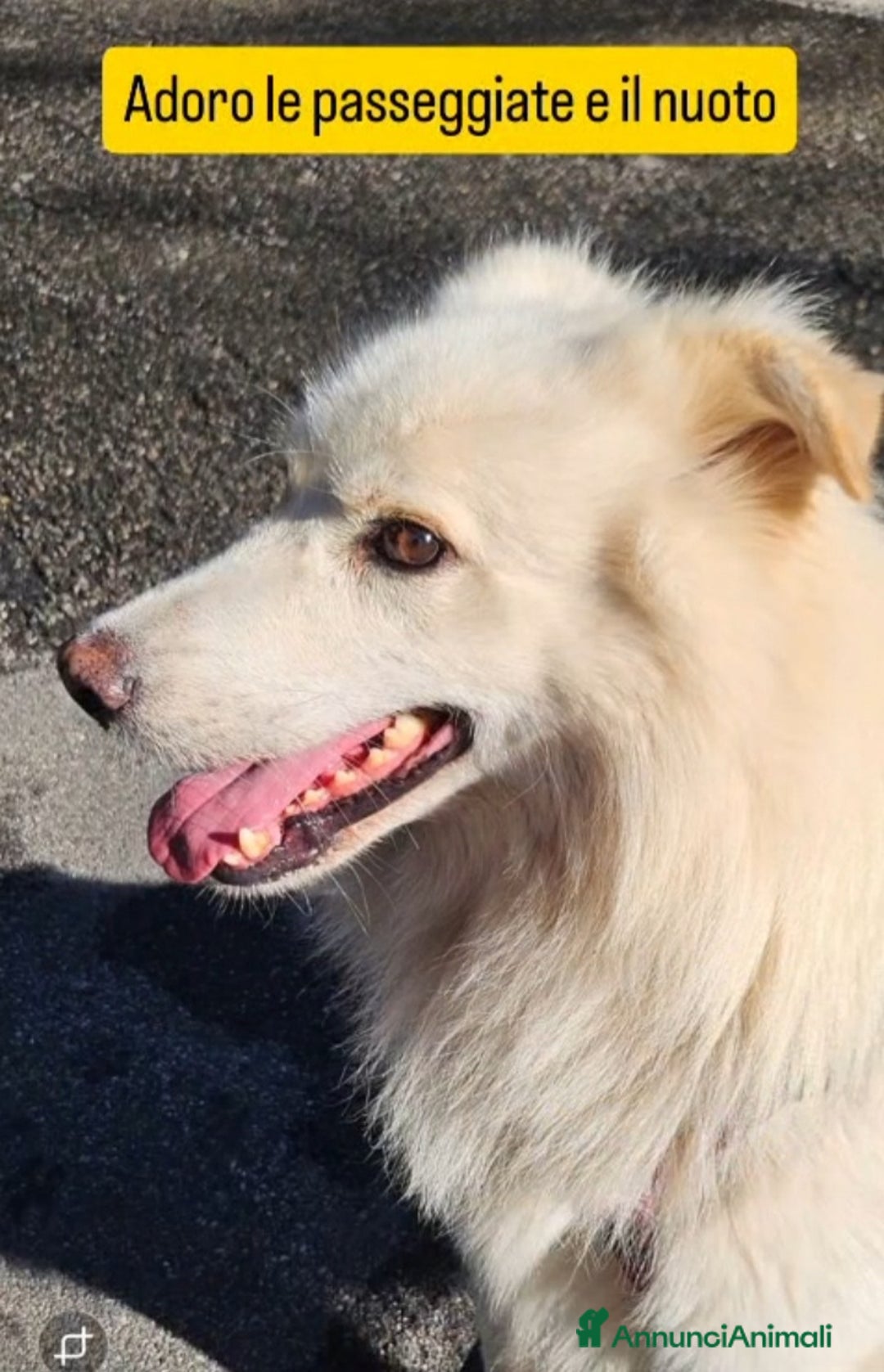 Meticcio cani in regalo: Mix Pastore Svizzero 4anni tg media SOS NOVARA - Annuncio 4