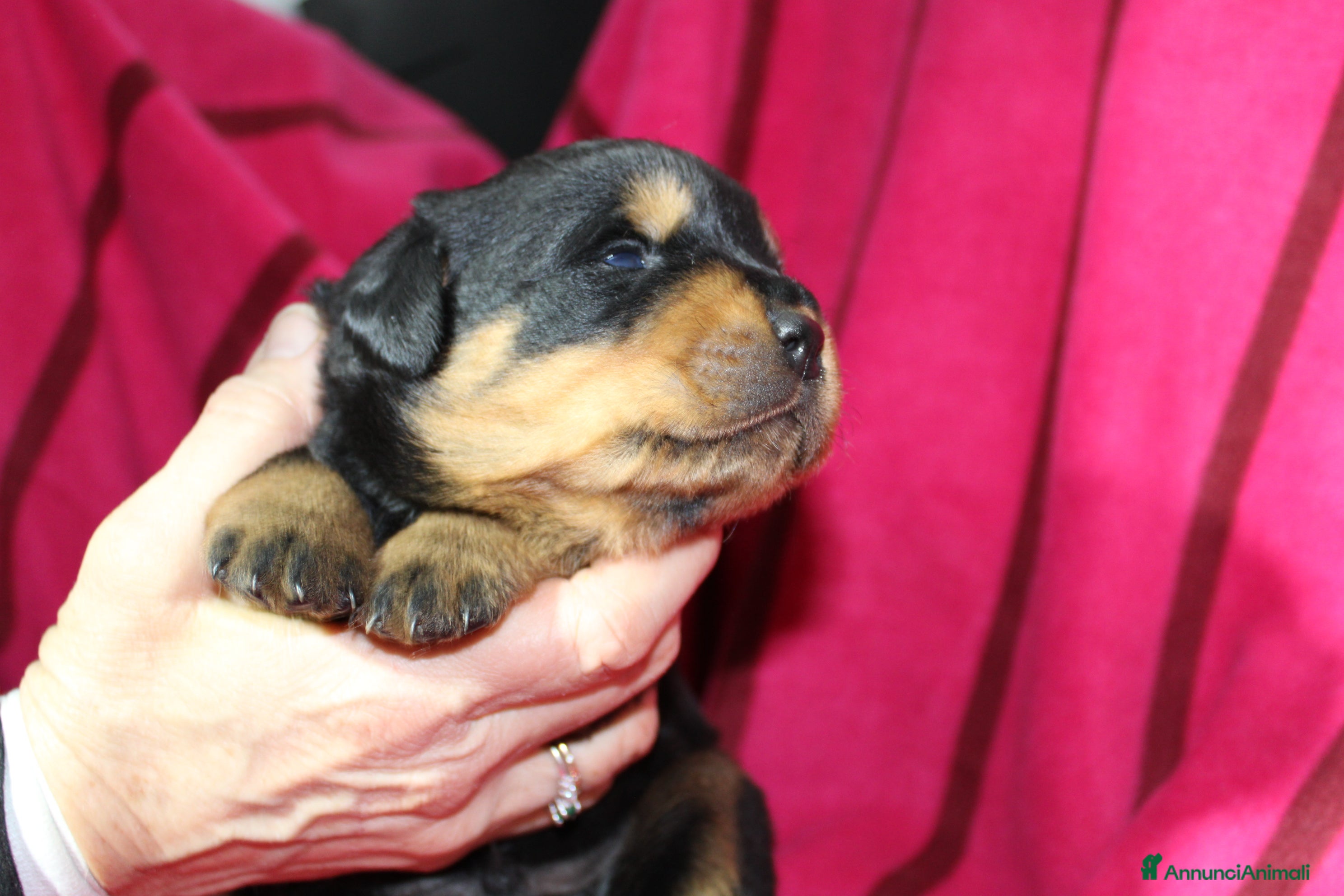 Rottweiler cani Rottweiler cuccioli con Pedigree - Annuncio 36