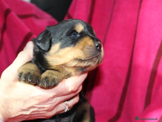Rottweiler cani Rottweiler cuccioli con Pedigree - Annuncio 3