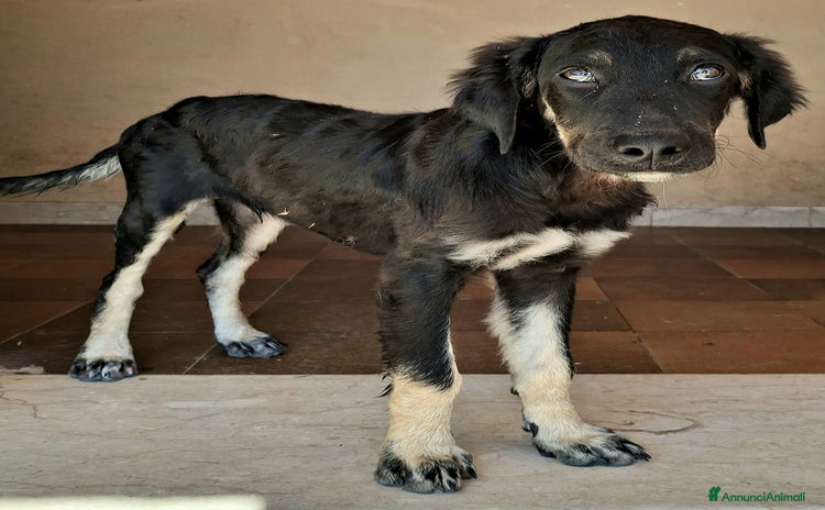 Meticcio cani a Città metropolitana di Palermo - Annuncio 4