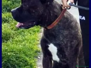 Meticcio cani TYSON bravo mix pit rimasto solo - Annuncio 24