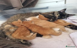 Maine Coon gatti in vendita: Cuccioli di Maine Coon - Pagamento Flessibile - Immagine 1