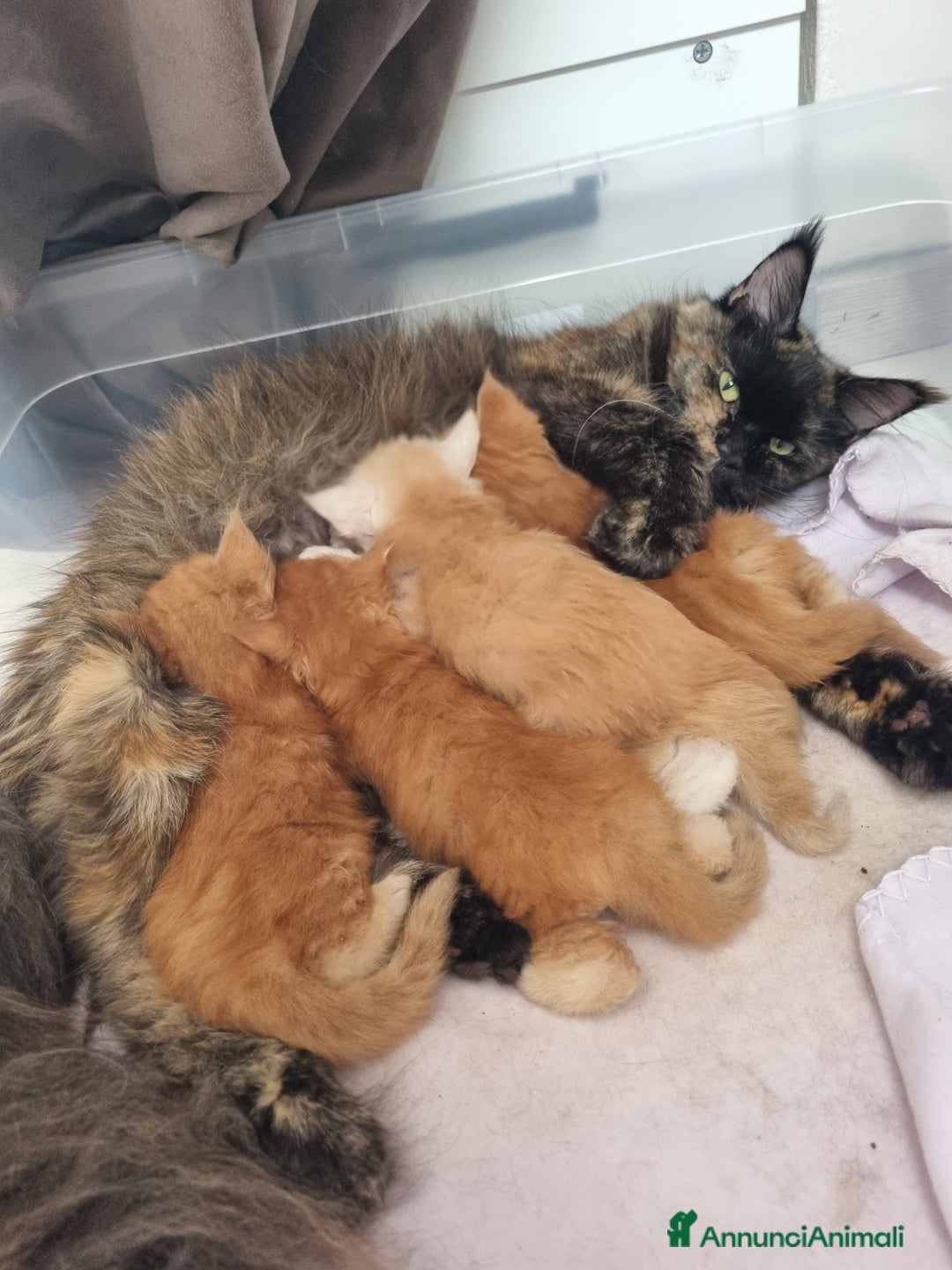 Maine Coon gatti in vendita: Cuccioli di Maine Coon - Pagamento Flessibile - Immagine 1