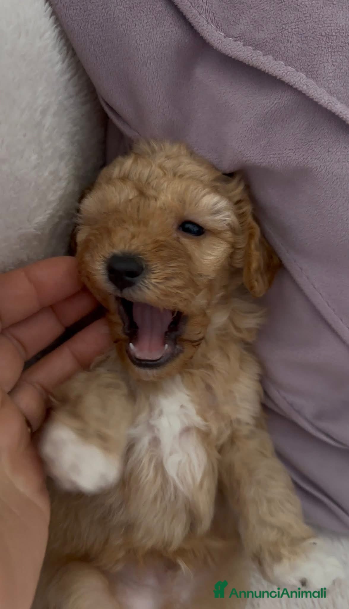 Barboncino cani Barboncino nano❤️ - Annuncio 2