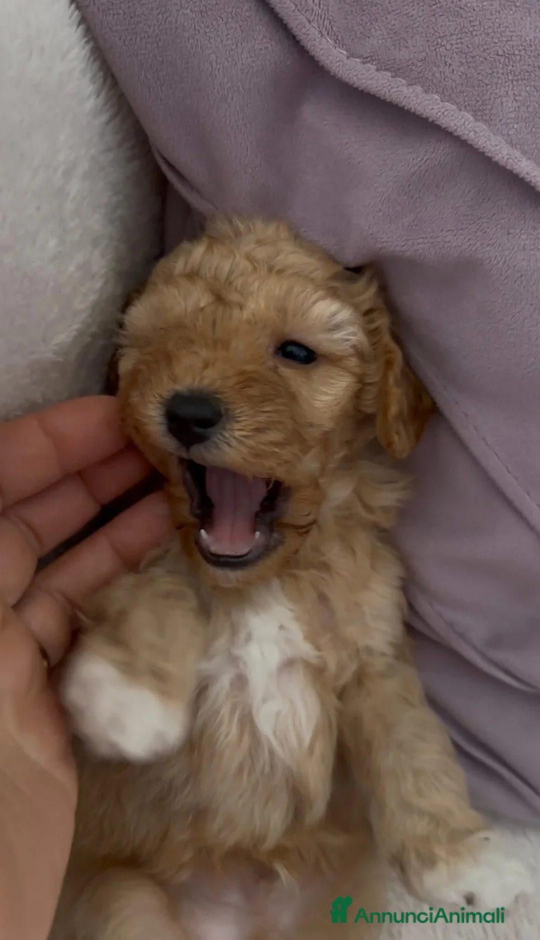 Barboncino cani in vendita: Barboncino nano❤️ - Annuncio 2