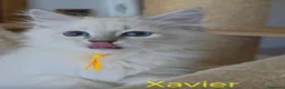 Siberiano gatti in vendita: Cuccioli di gatto siberiano neva masquerade - Annuncio 21