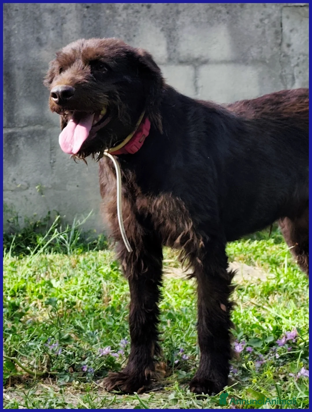 Meticcio cani in regalo: SPELACCHIO, FERITO NEL CORPO E NELL'ANIMA, MERITA  - Annuncio 11