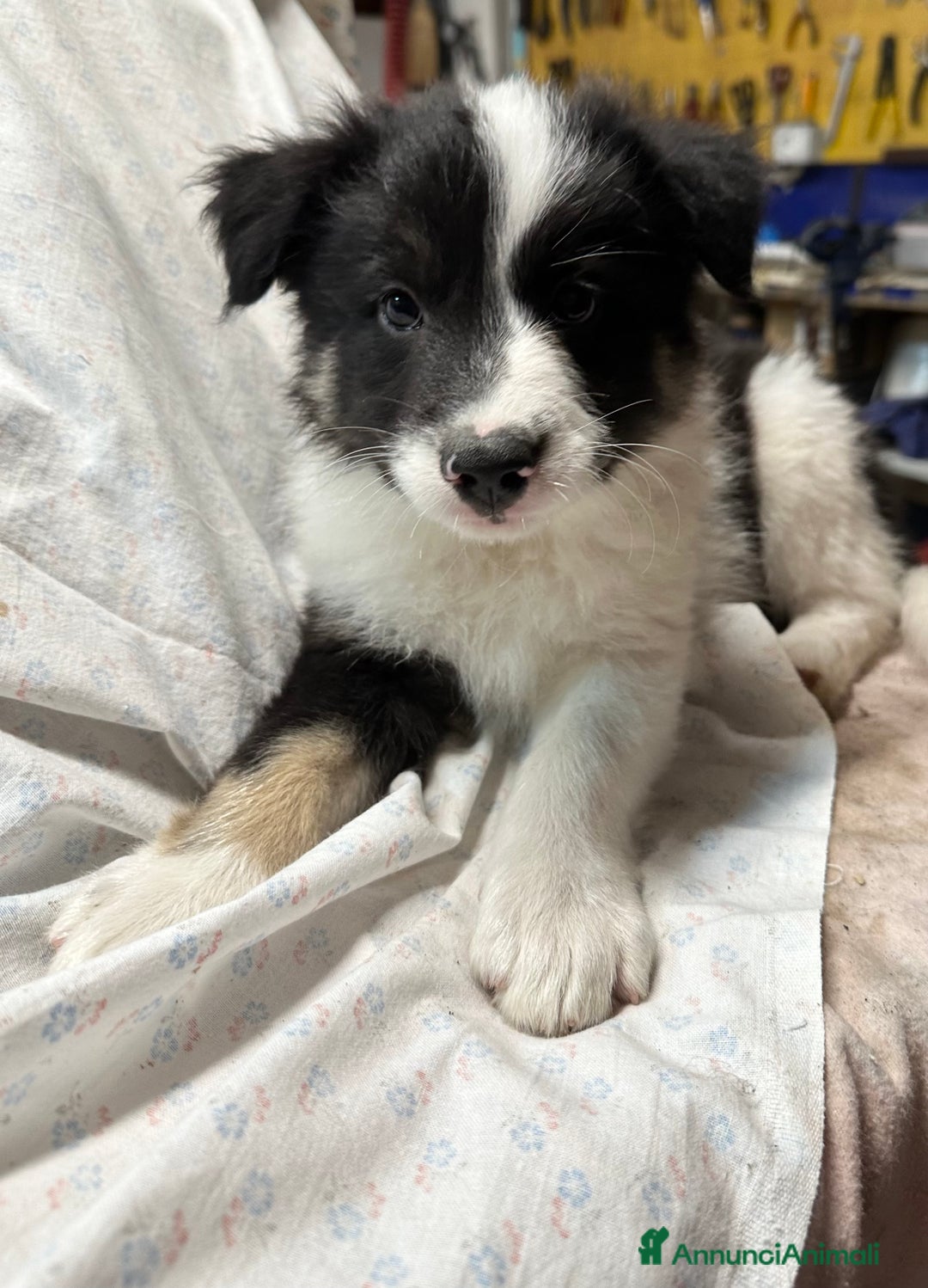 Border Collie cani in vendita: Cuccioli border collie puri  - Annuncio 3