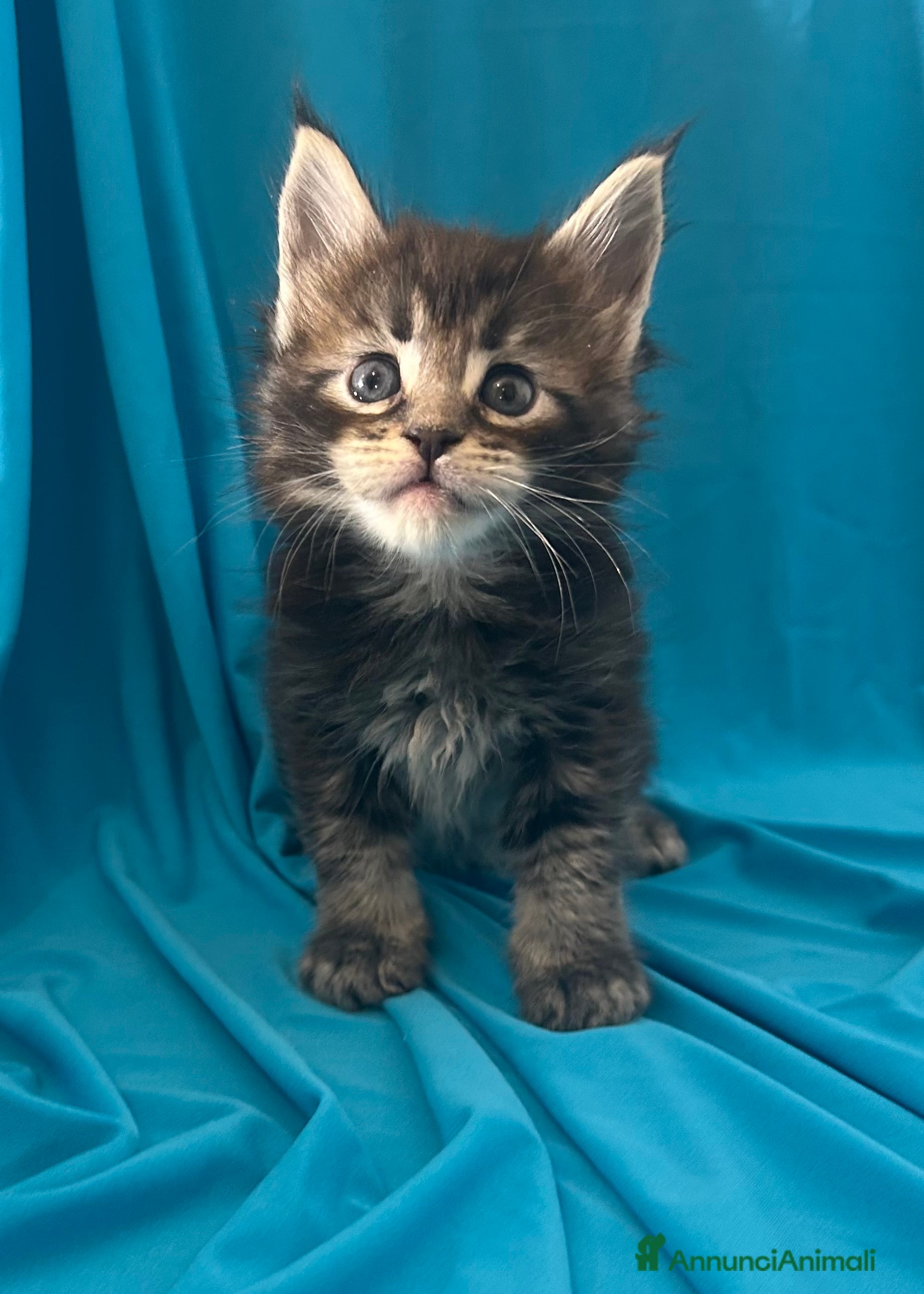 Maine Coon gatti Maine coon con pedigree  - Annuncio 34