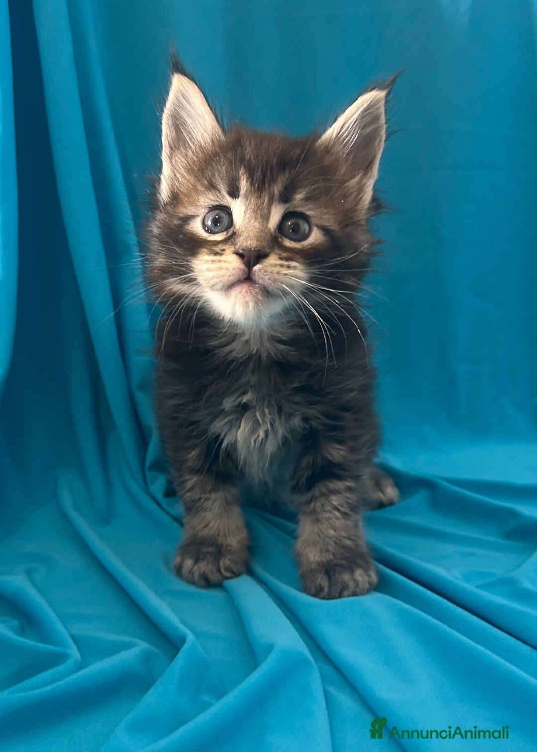 Maine Coon gatti in vendita: Maine coon con pedigree  - Annuncio 1