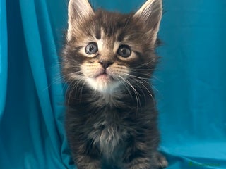 Maine Coon gatti Maine coon con pedigree - Annuncio 2