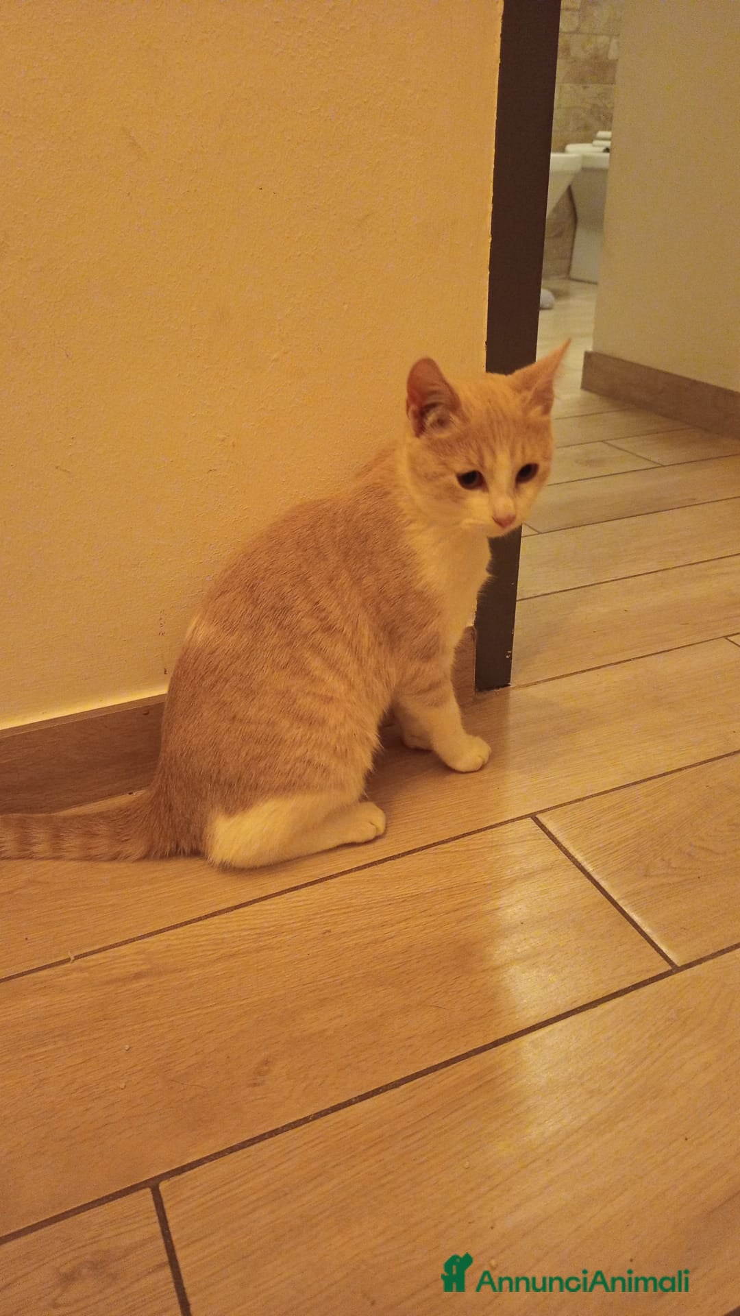 Meticcio gatti in regalo: DOLCISSIMA GATTINA DA ADOTTARE - Annuncio 9