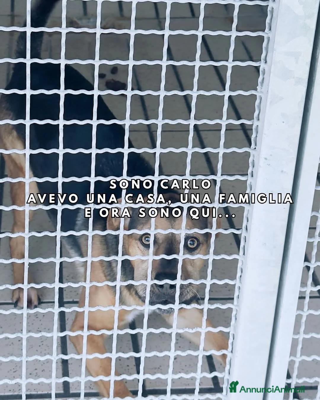 Meticcio cani in regalo: CARLO, socievole meticcio dagli occhi magnetici - Annuncio 2