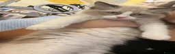 Ragdoll gatti in vendita: Cucciole ragdoll dolcissime  - Annuncio 7