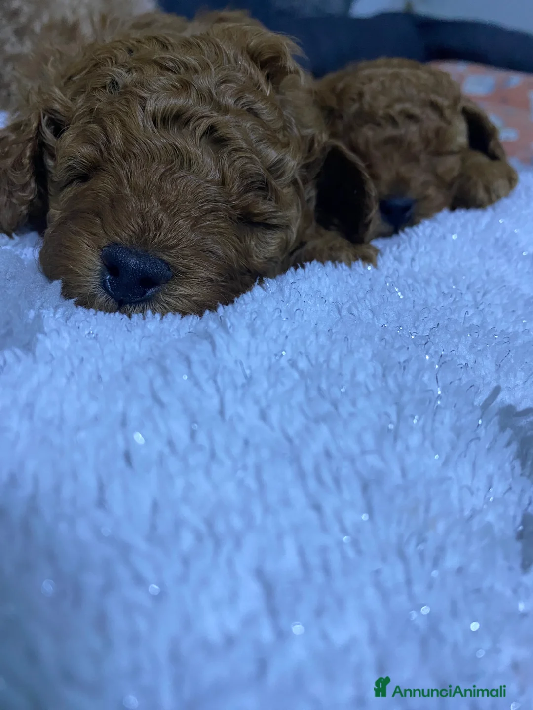 Barboncino Toy cani in vendita: Vendo barboncino toy a Città Metropolitana di Firenze - Annuncio 2