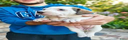 Jack Russell cani in vendita: Cuccioli di puro Jack russel  - Annuncio 2