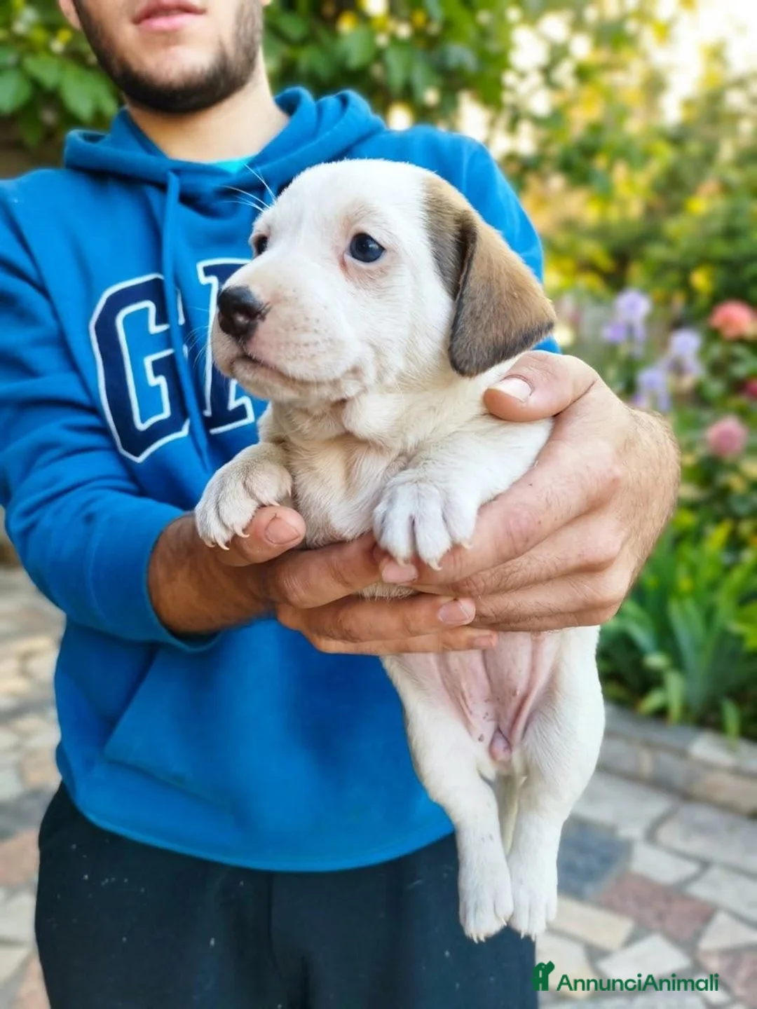 Jack Russell cani in vendita: Cuccioli di puro Jack russel  - Annuncio 2