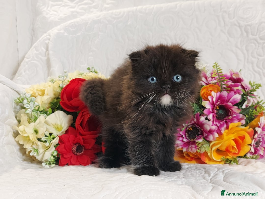 Scottish gatti in vendita: Scottish fold Occhi Azzurri  a Città Metropolitana di Genova - Immagine 3