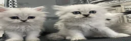 Persiano gatti in vendita: Persiano chinchillà silver shaded  - Annuncio 9
